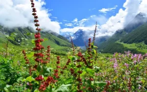 VALLEY OF FLOWERS